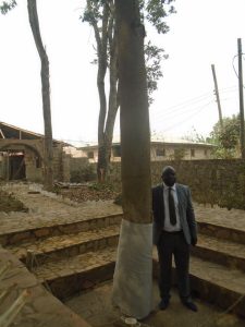 A man standing beside a large wrapped tree trunk at the enclosed site believed to hold Opa Oranmiyan, the legendary walking stick.